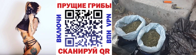 Купить где  Железногорск-Илимский  Псилоцибиновые грибы Psilocybe 